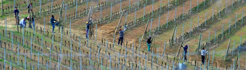 Vangelo, operai della vigna